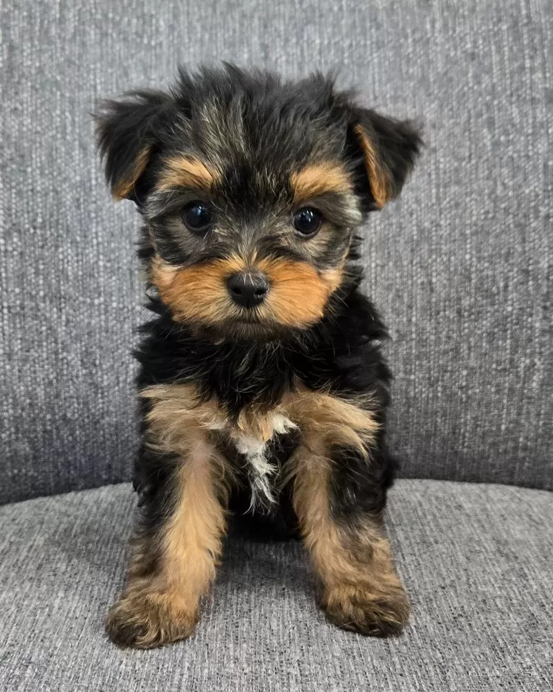 Puppy Name: Daisy