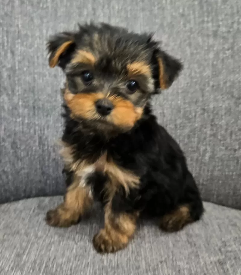 Daisy
