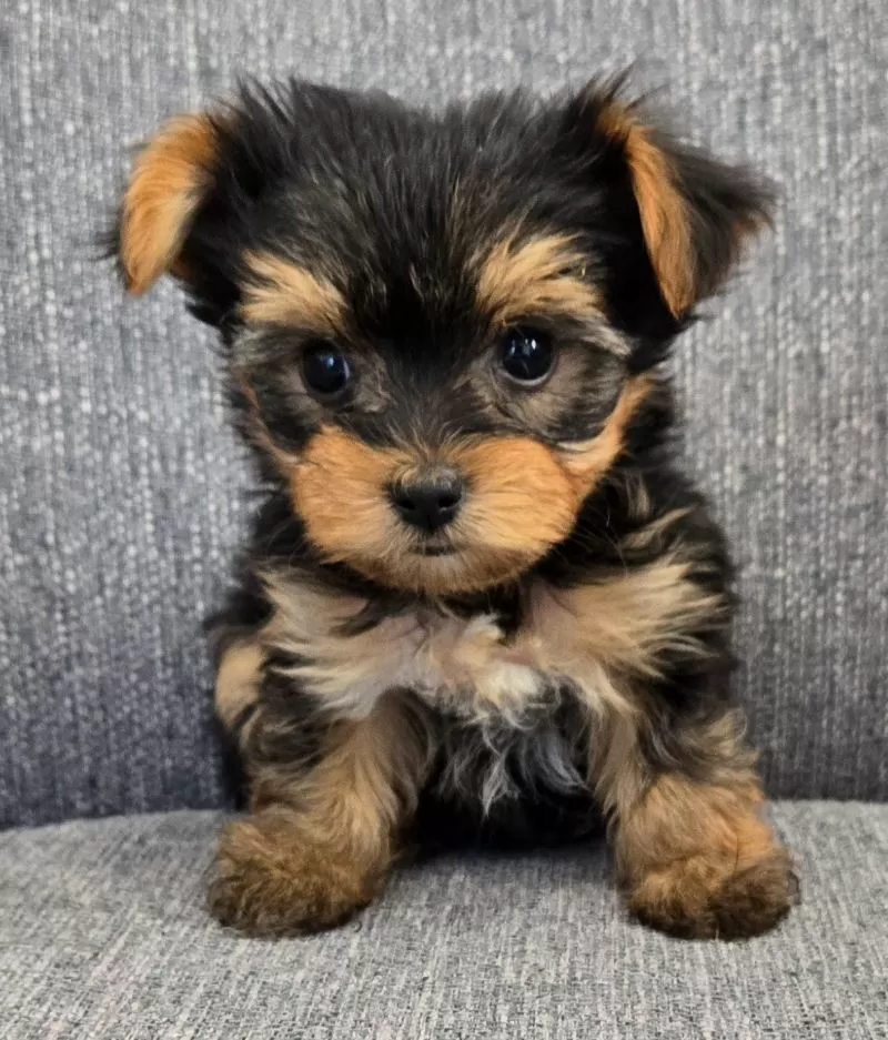 Puppy Name: Dolly