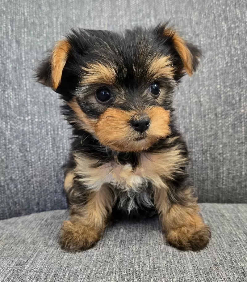 Dolly