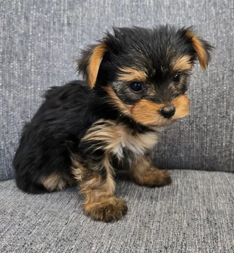Dolly