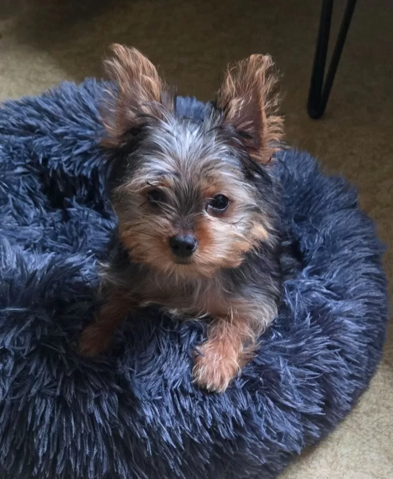 Puppy Name: Opal