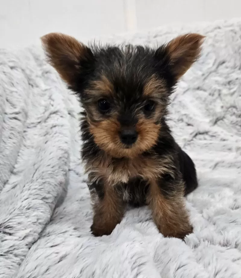 Puppy Name: Opal
