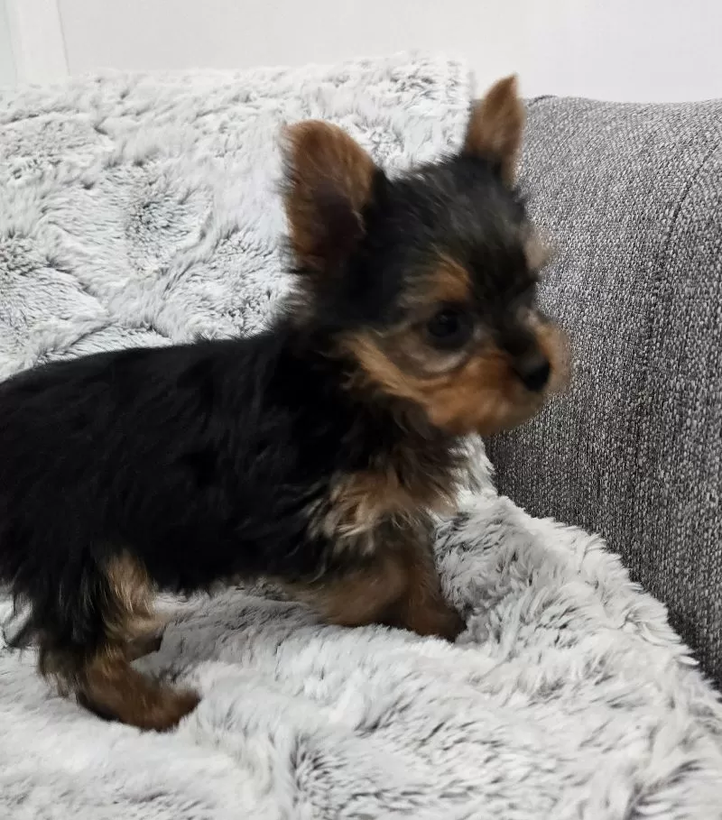 Opal