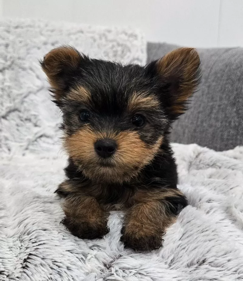 Puppy Name: Oakley