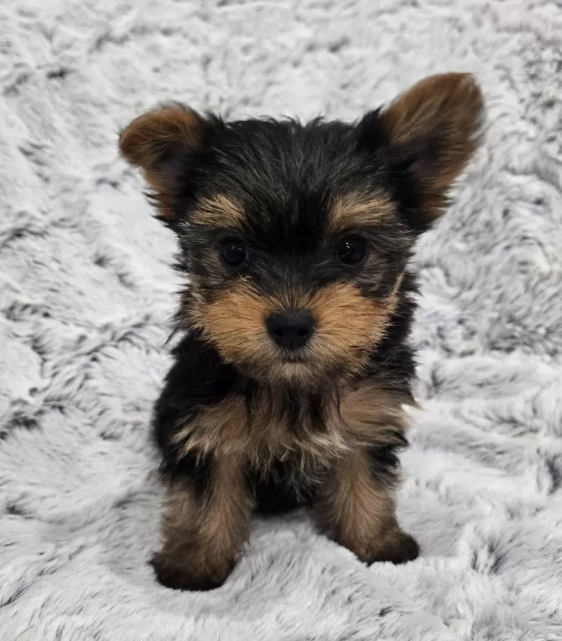 Oakley