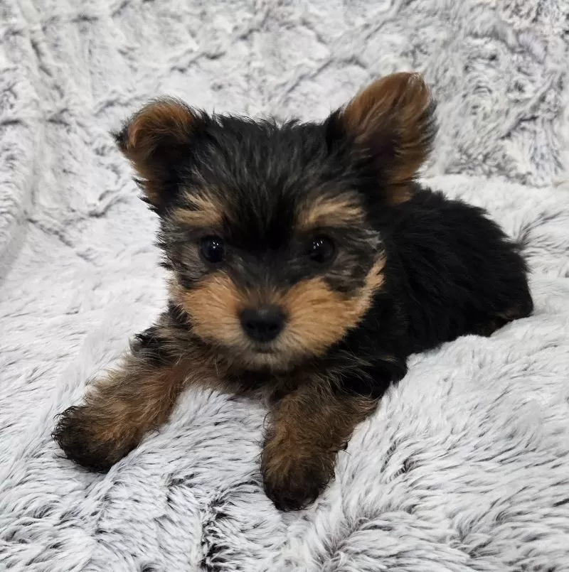 Oakley