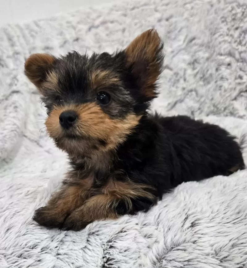 Oakley