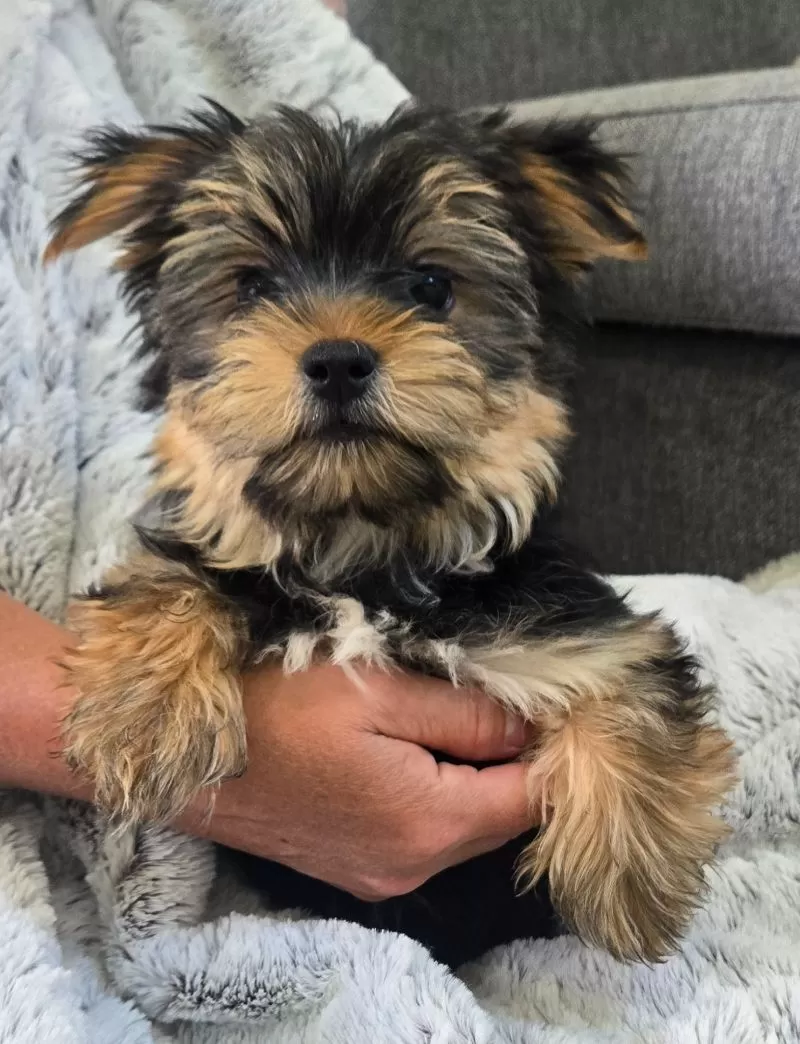Puppy Name: Ollie