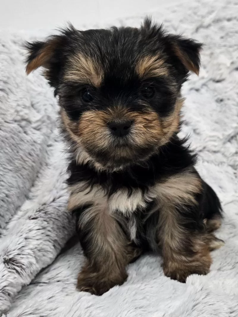 Puppy Name: Ollie