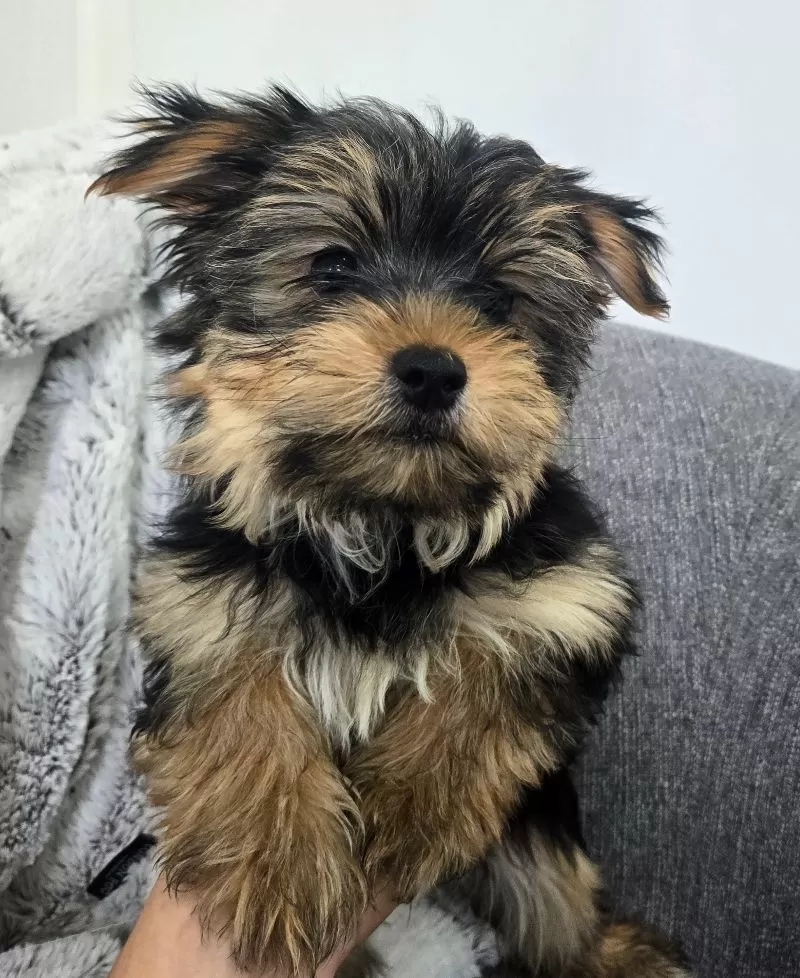 Ollie