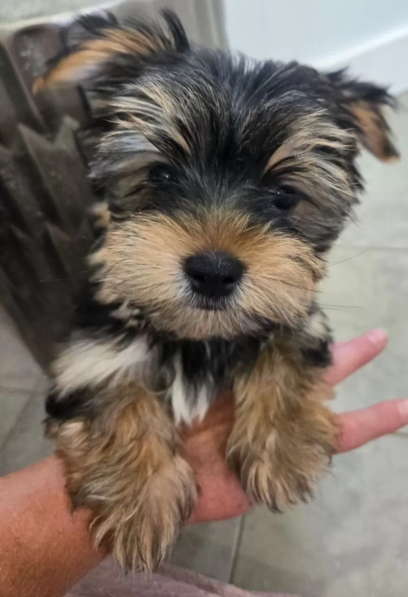 Ollie