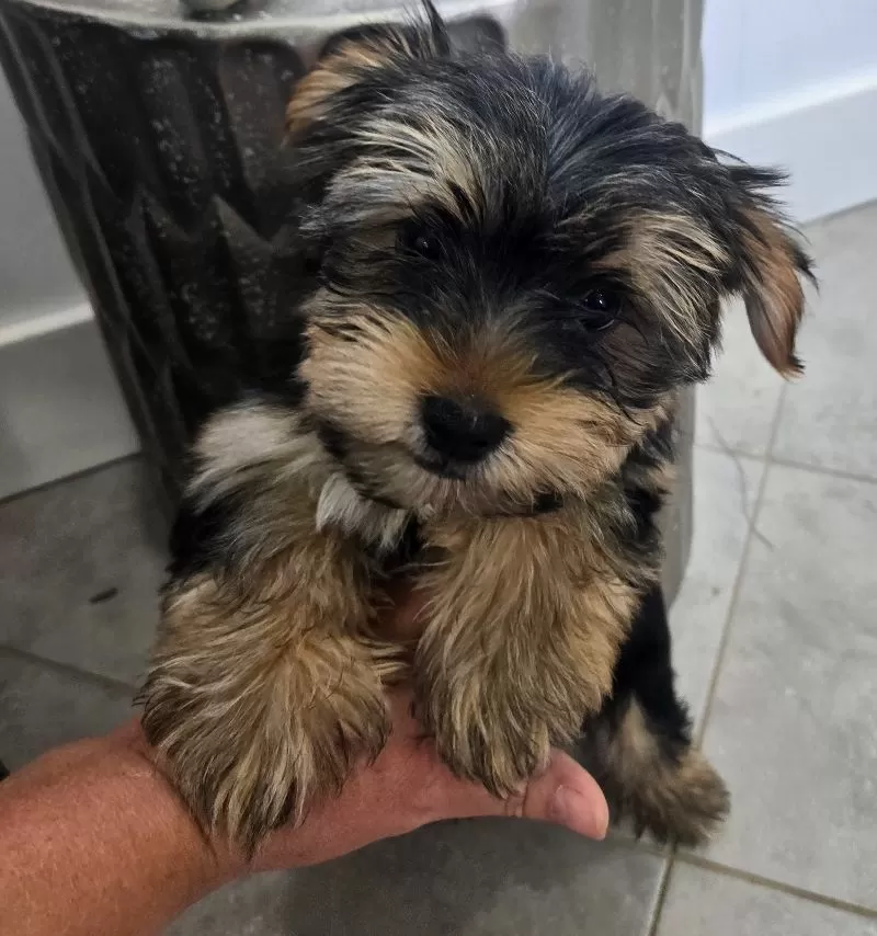Ollie