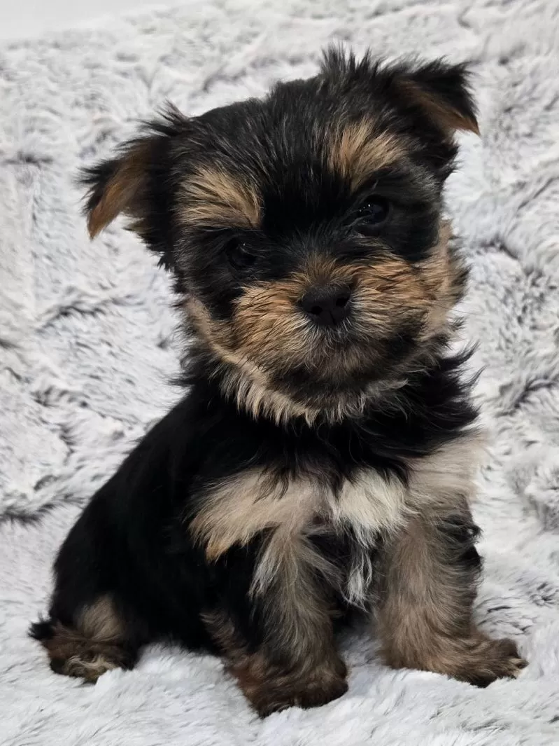 Ollie