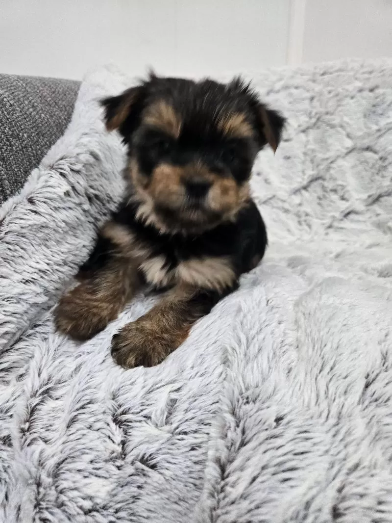 Ollie
