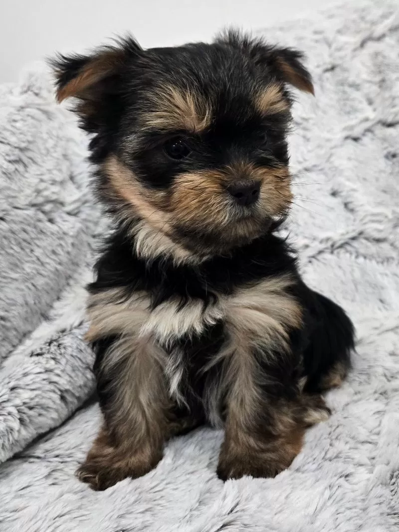 Ollie
