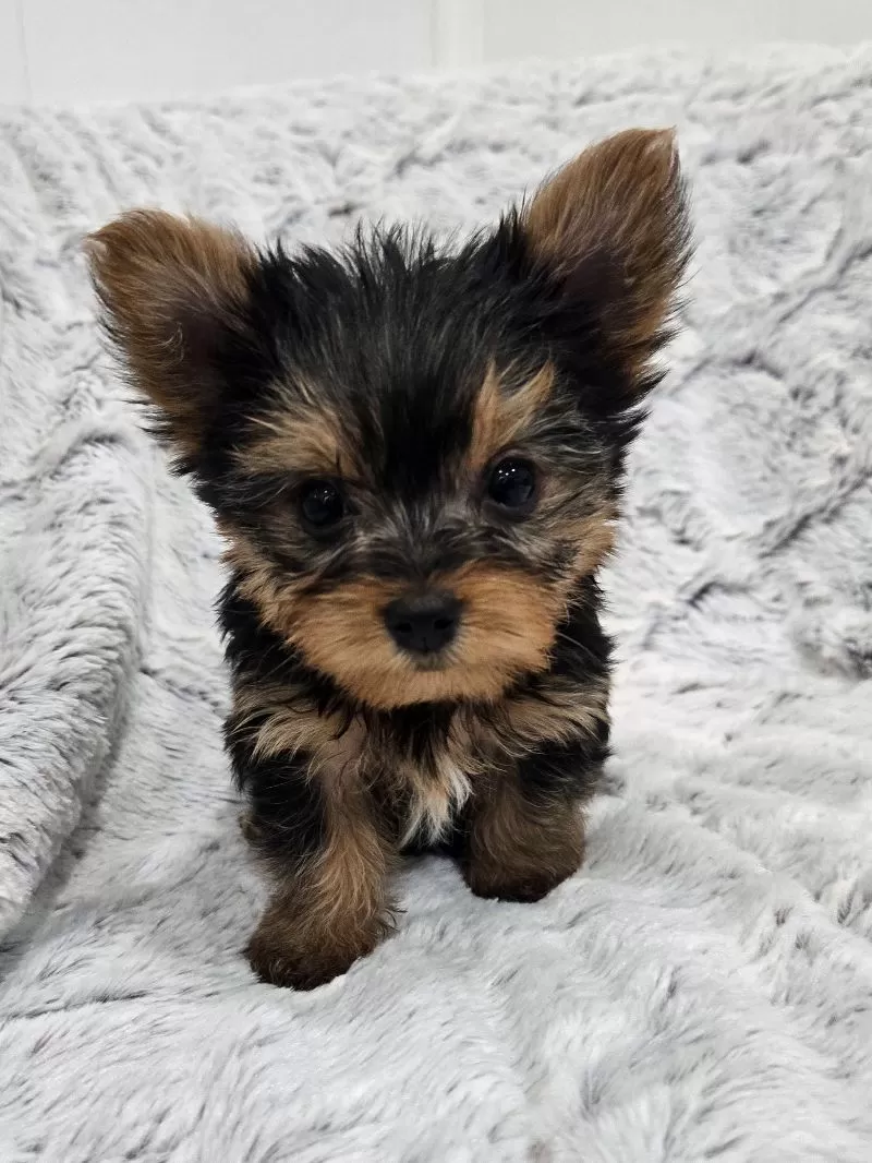 Puppy Name: Olive