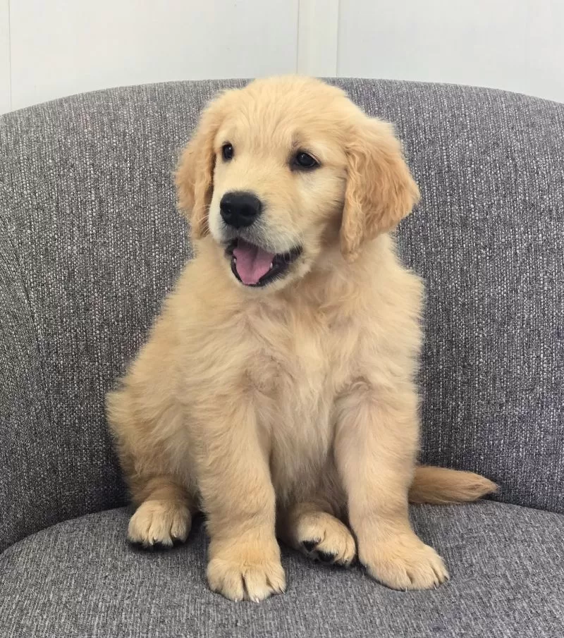 Puppy Name: Riley