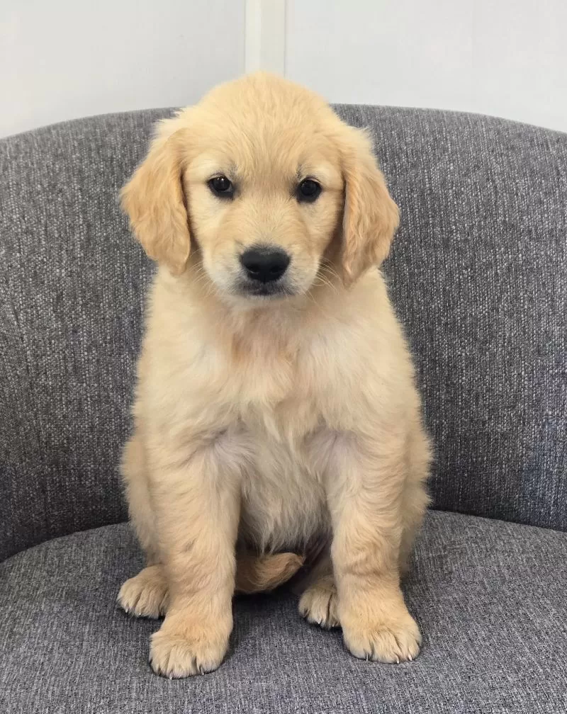 Puppy Name: Brandy