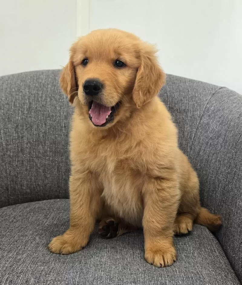 Puppy Name: Rusty