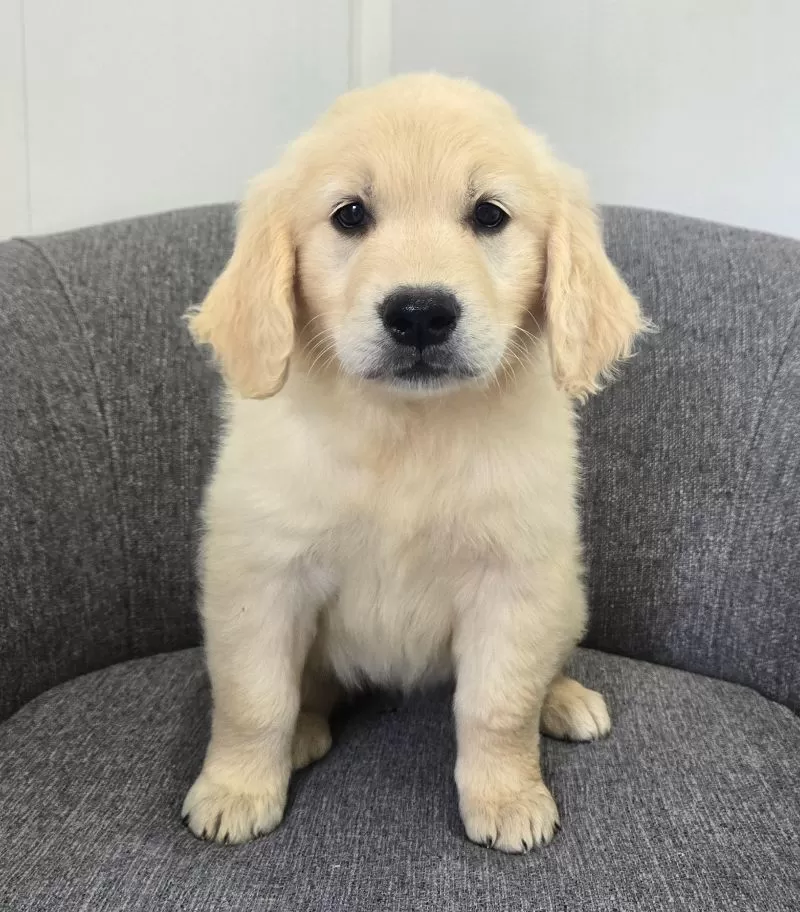 Puppy Name: Bailey