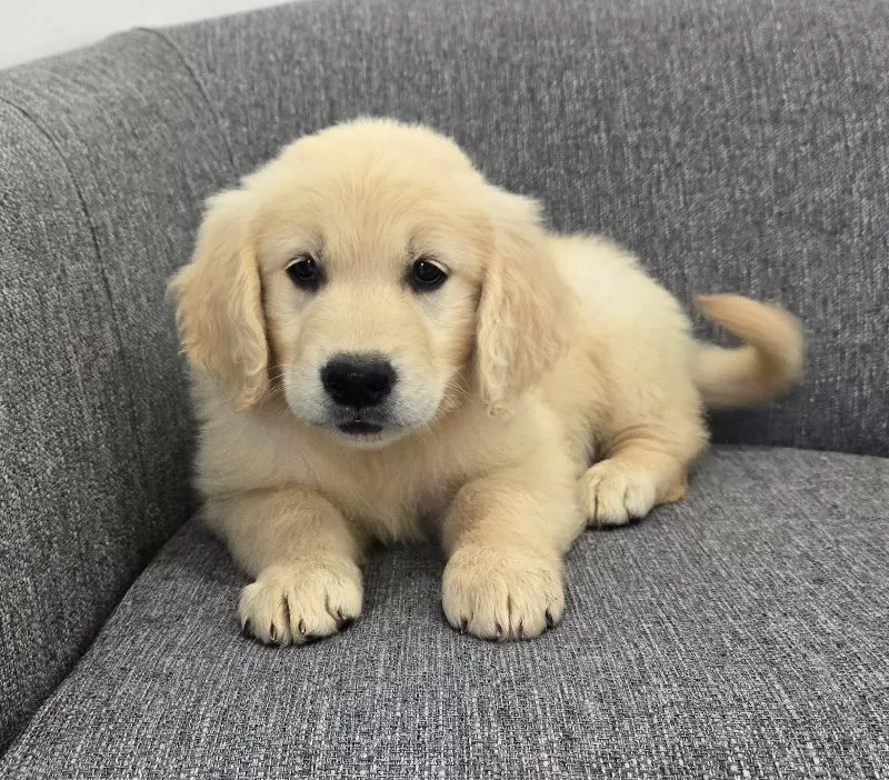 Bailey