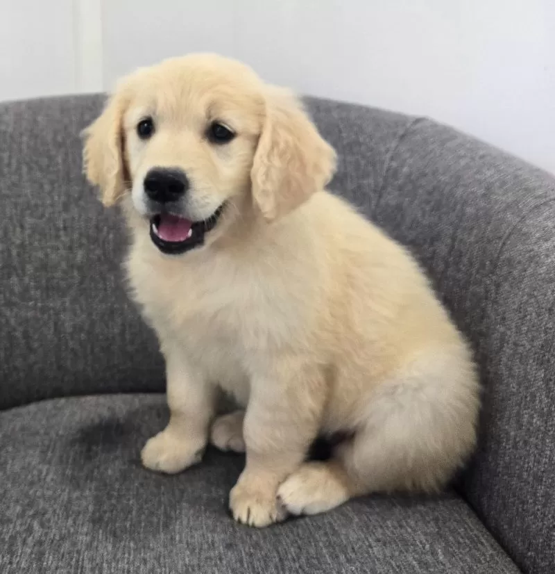 Bailey
