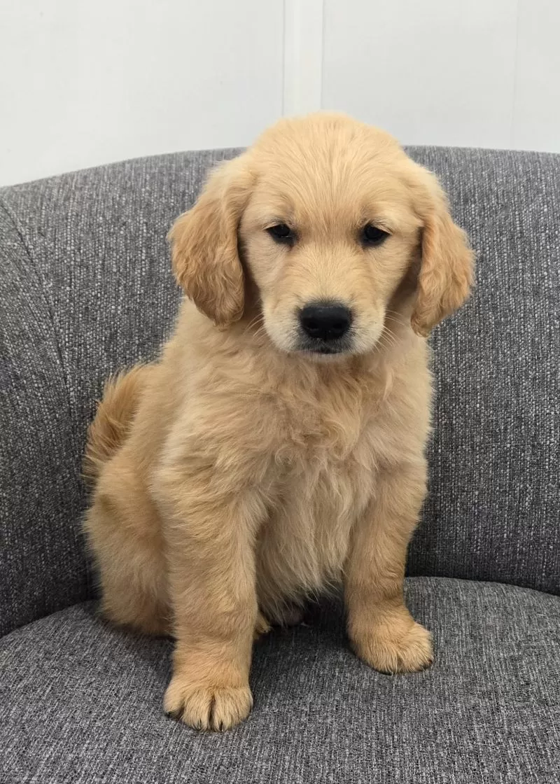 Puppy Name: Ryder