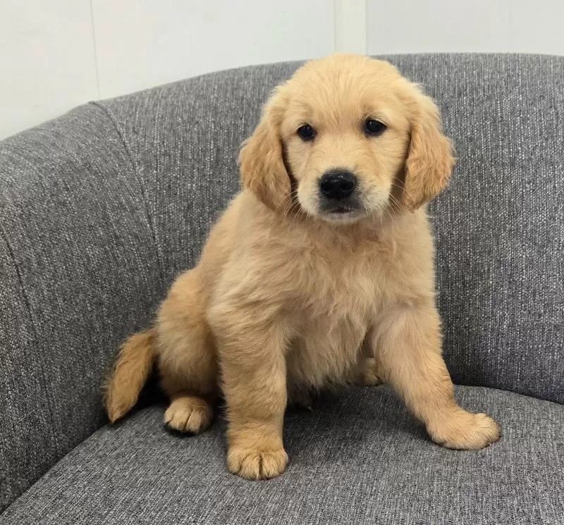 Ryder