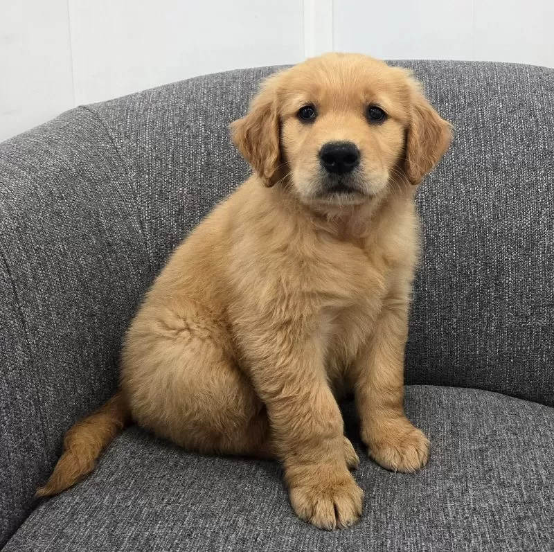 Puppy Name: Rocky