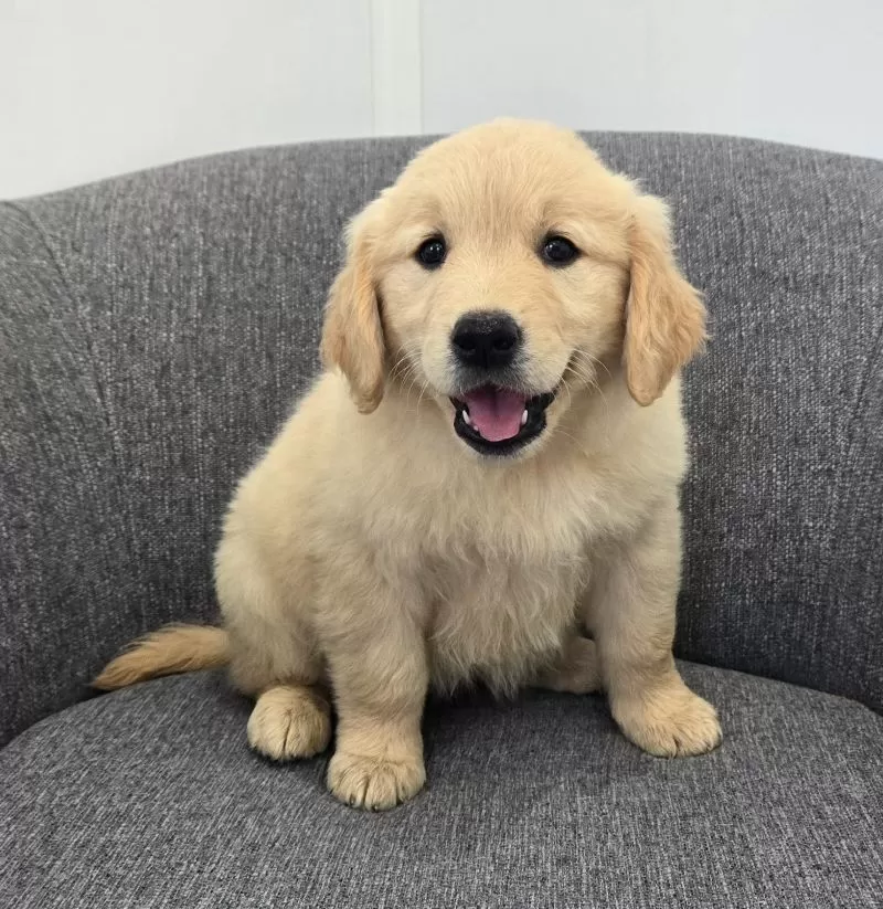 Puppy Name: Bella