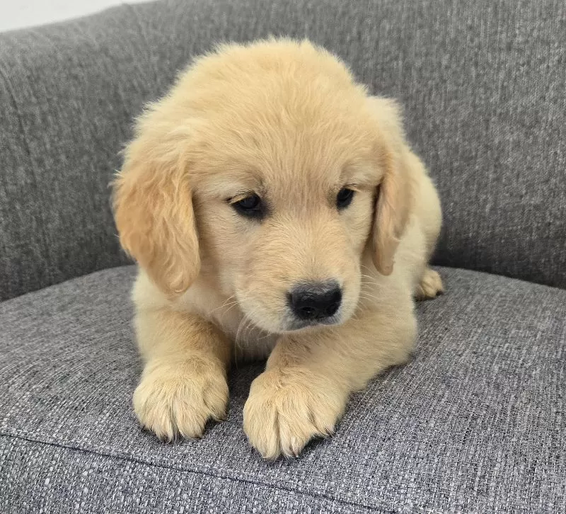 Bella