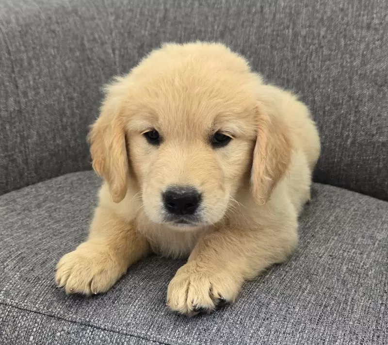 Bella