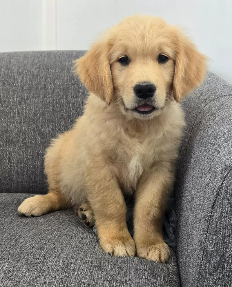Puppy Name: Niko