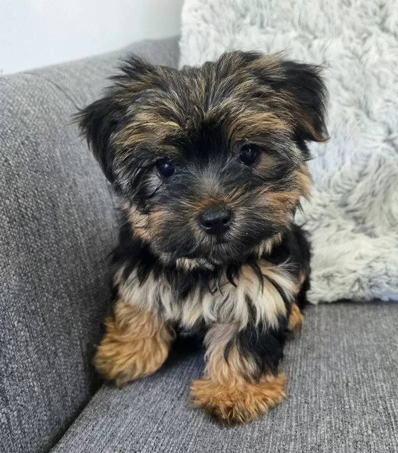 Puppy Name: Lily