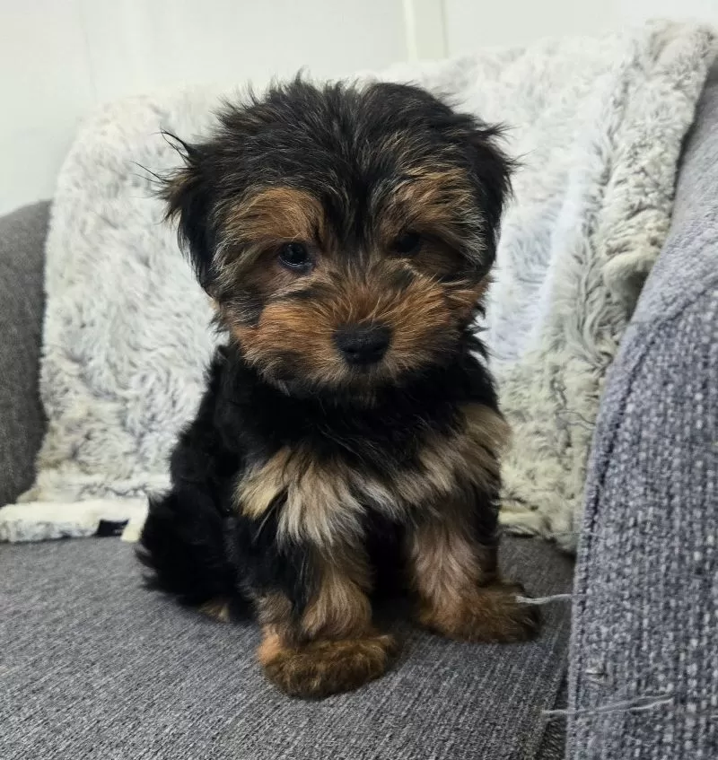 Puppy Name: Tommy
