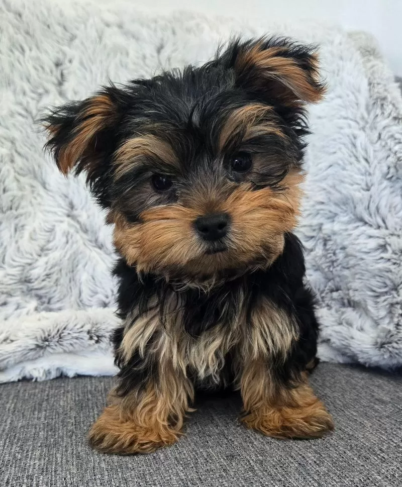Puppy Name: Teddy