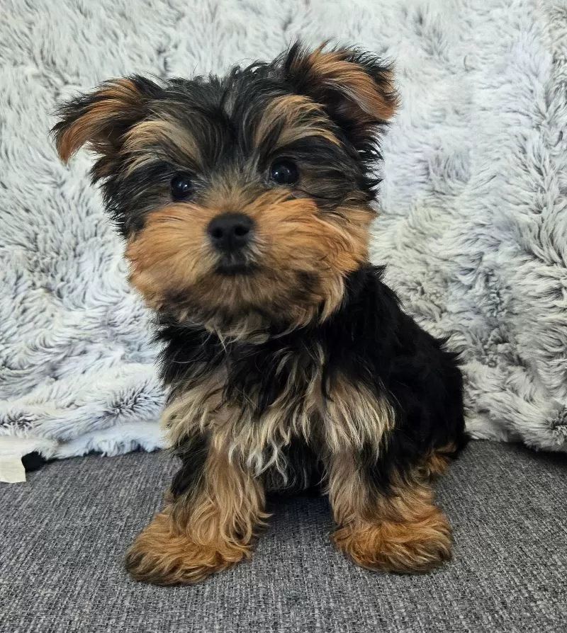 Teddy