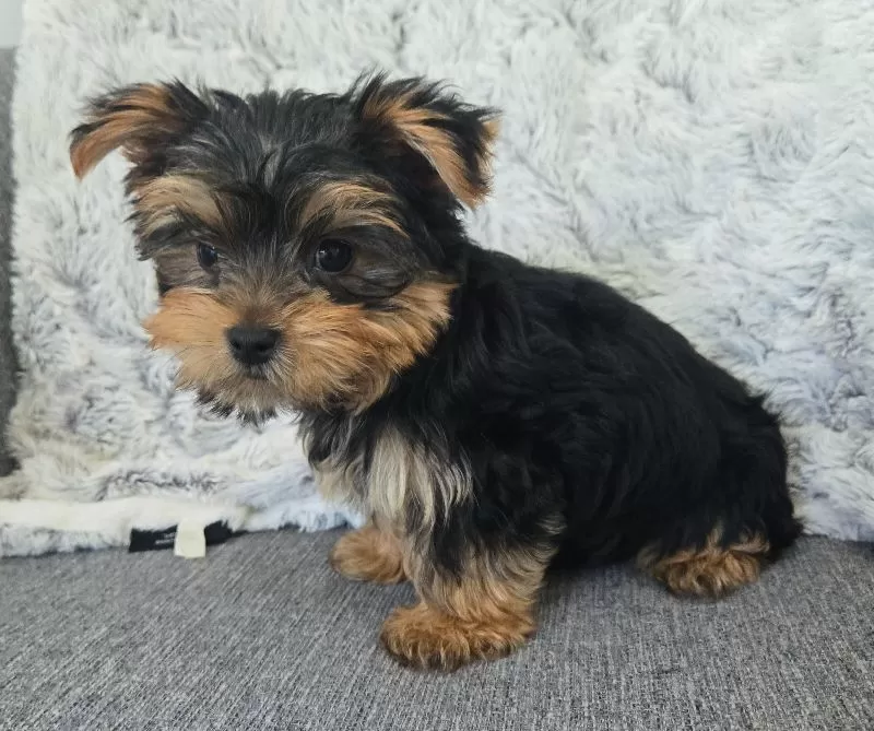 Teddy
