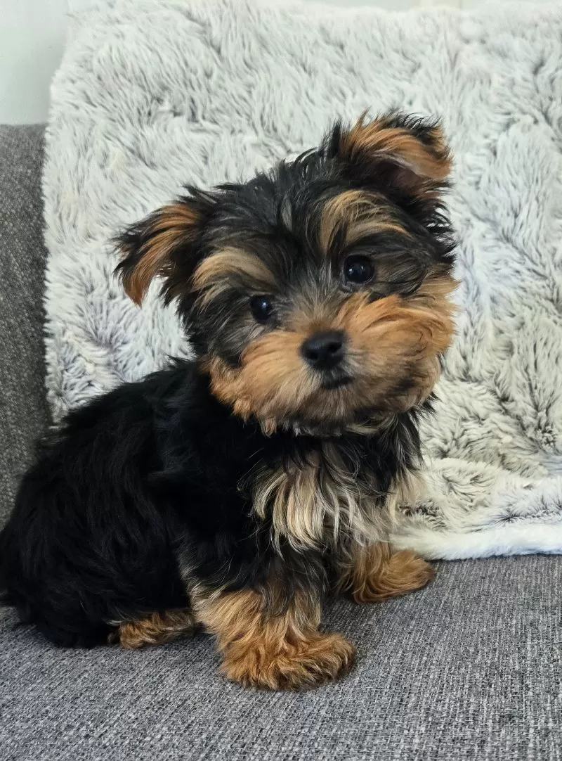 Teddy