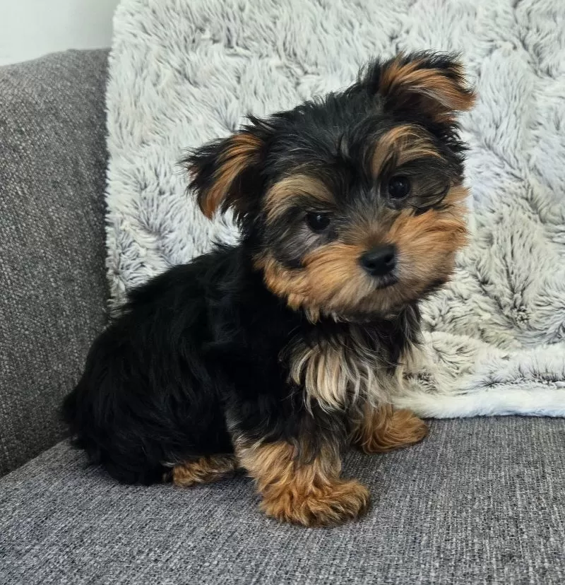 Teddy