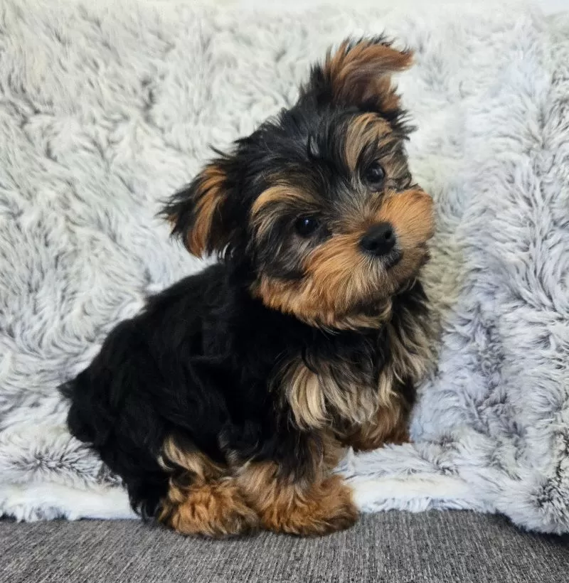 Teddy