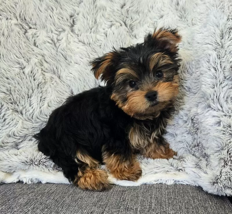 Teddy