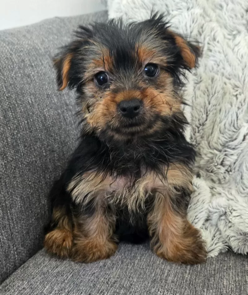Puppy Name: Lilac