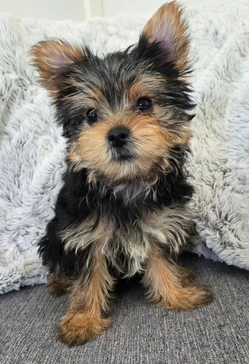 Puppy Name: Violet
