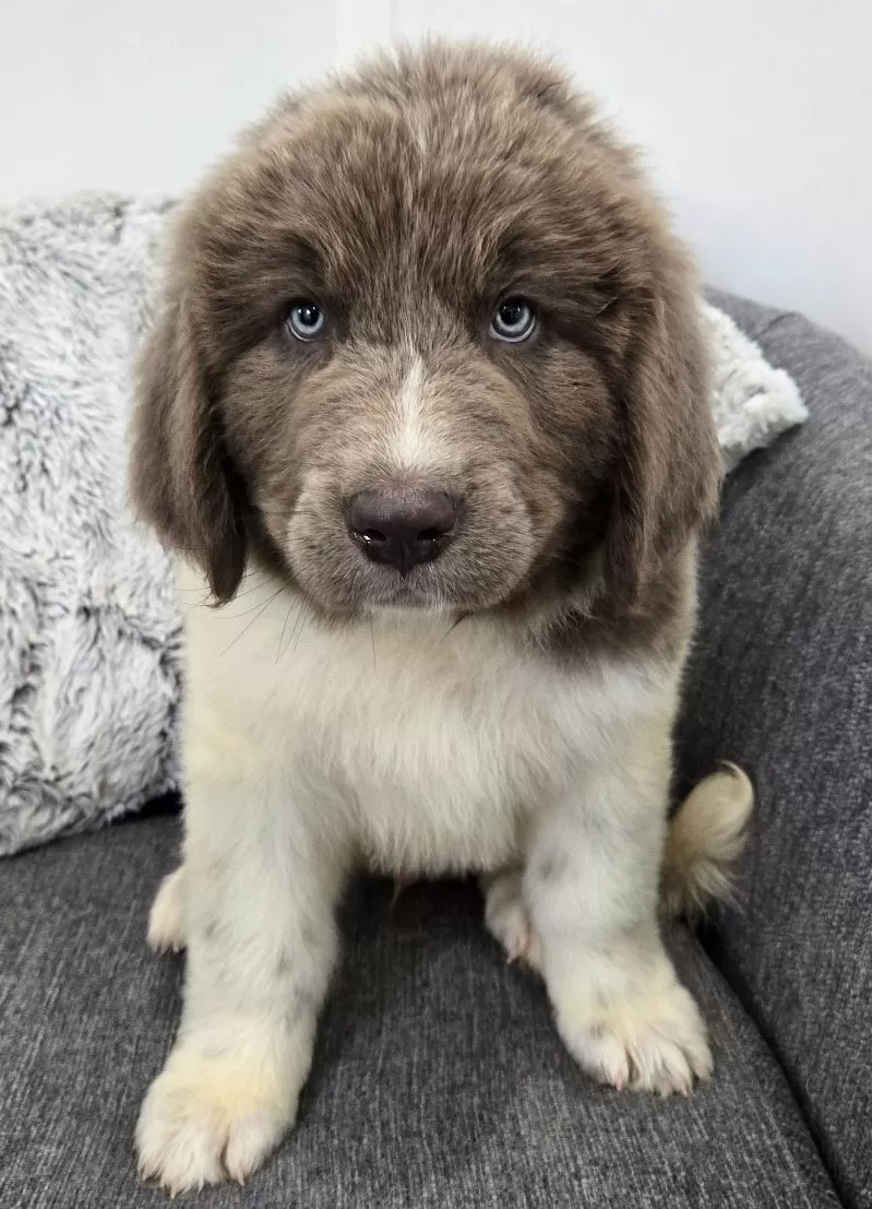 Puppy Name: Sawyer