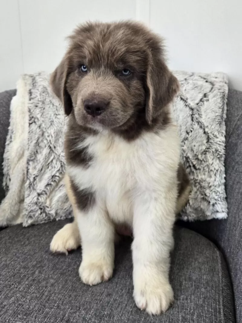 Puppy Name: Sooner