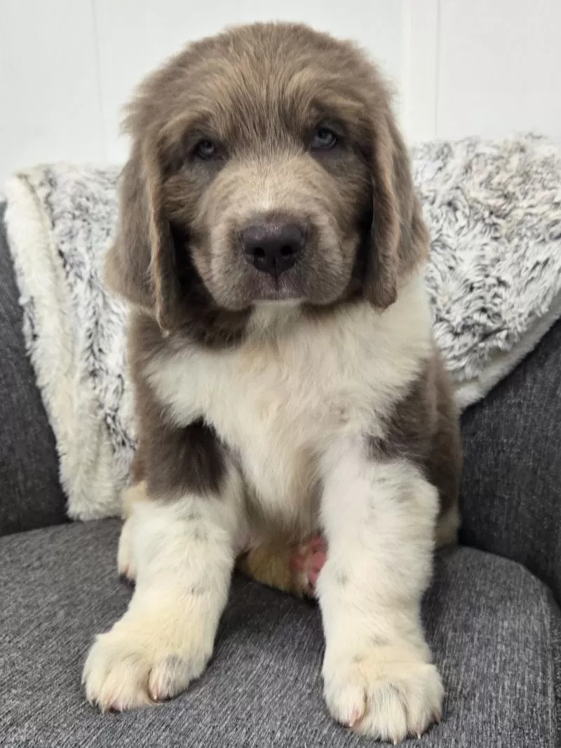 Puppy Name: Scout