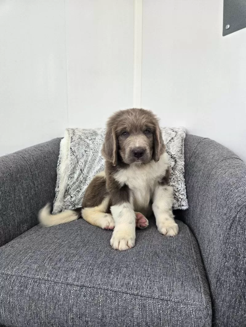 Scout