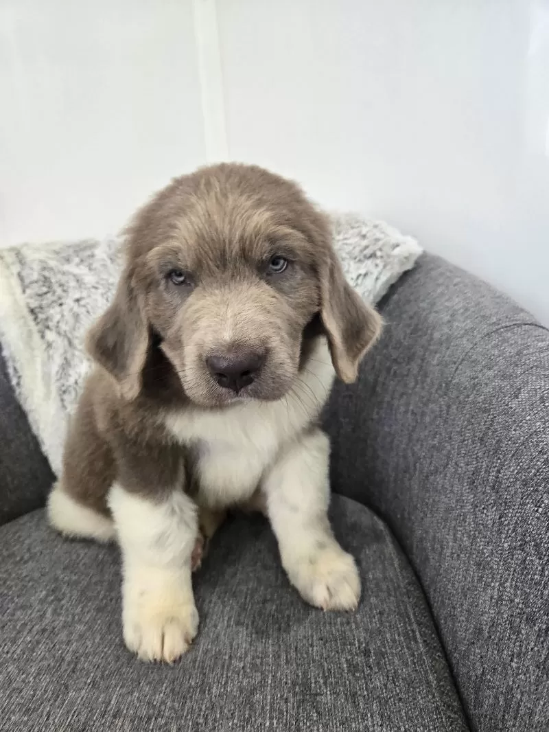 Scout